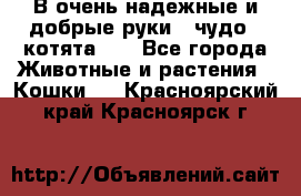 В очень надежные и добрые руки - чудо - котята!!! - Все города Животные и растения » Кошки   . Красноярский край,Красноярск г.